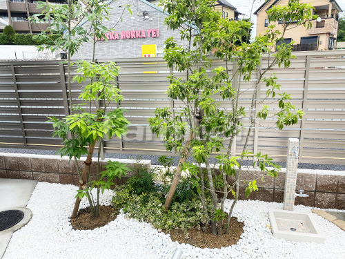 シンボルツリー シマトネリコ シラカシ 常緑樹 植栽 福岡熊本佐賀大分
