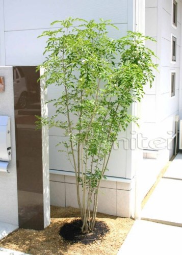 施工例 シンボルツリー 植栽 シマトネリコ 機能門柱 アプローチシンボルツリー 植栽 シマトネリコ