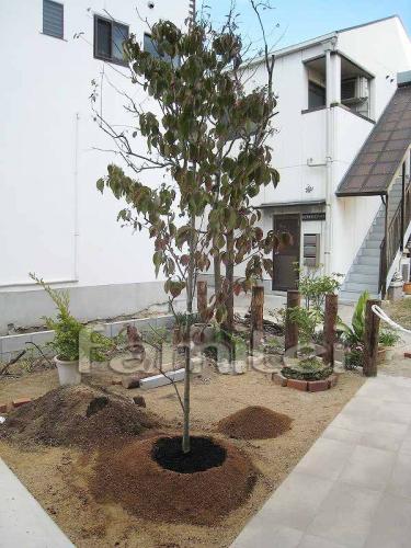 施工例 神戸市の植栽工事 シンボルツリー ハナミズキ シンボルツリー ハナミズキ