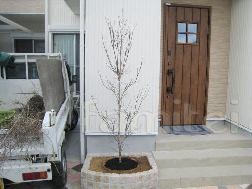 施工例 明石市 シンボルツリー ハナミズキ白 落葉樹シンボルツリー ハナミズキ白 落葉樹