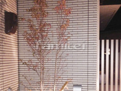 河内長野市 エクステリア工事 シンボルツリー ホンコンエンシス 常緑樹 植栽