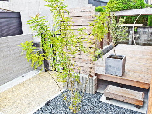 施工例：茨木市 庭工事 シンボルツリー シマトネリコ 常緑樹 アオダモ